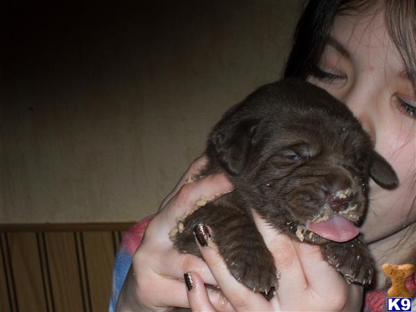 Puppies in Dallas